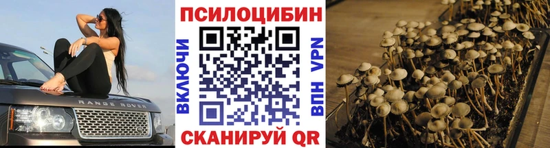 цена   Кологрив  Галлюциногенные грибы Psilocybe 